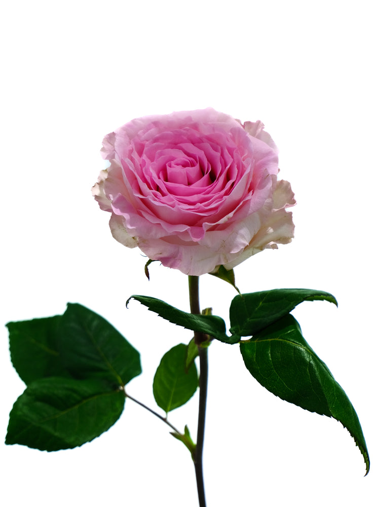 Mandala Rose