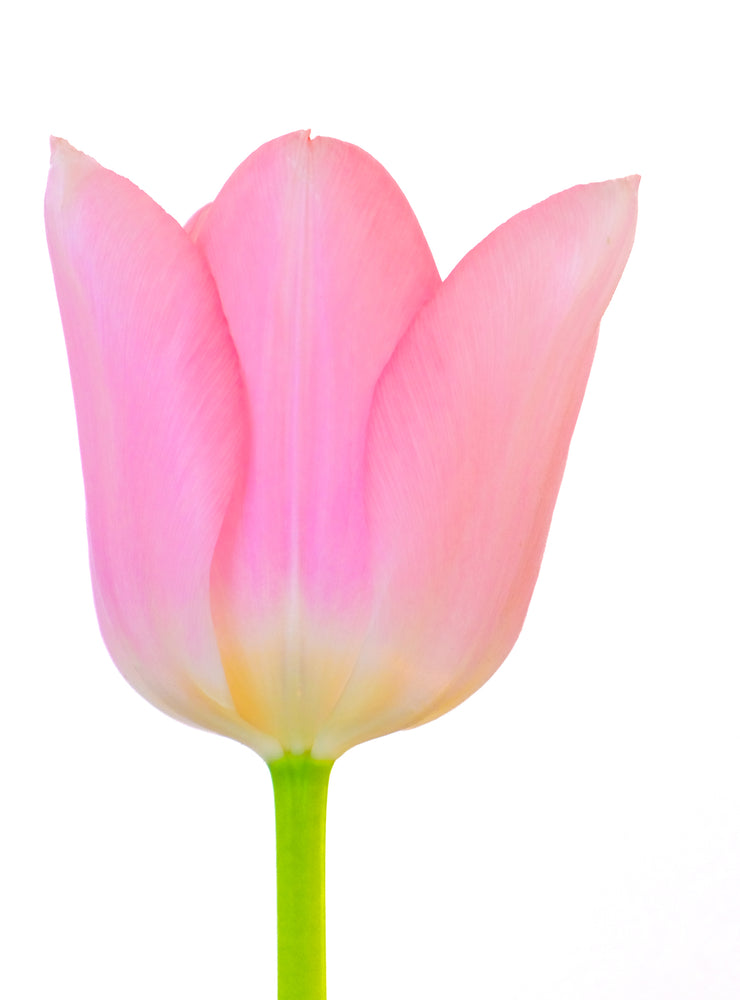 Sympathy Flowers Cultivars Sympathy flowers cultivars