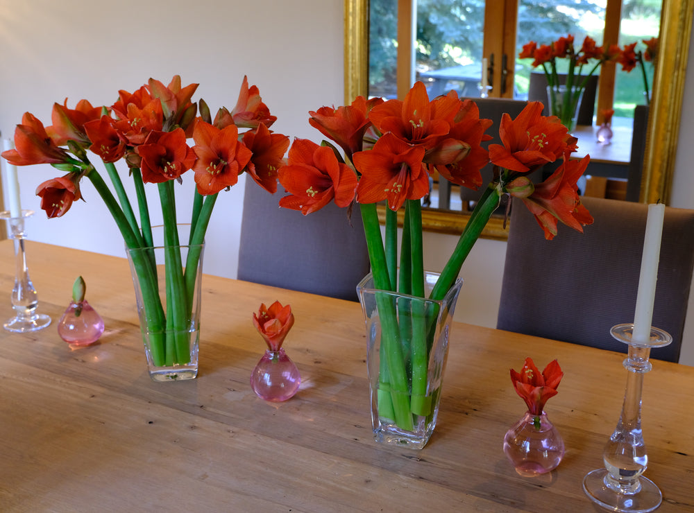 
                  
                    Load image into Gallery viewer, Orange Amaryllis
                  
                