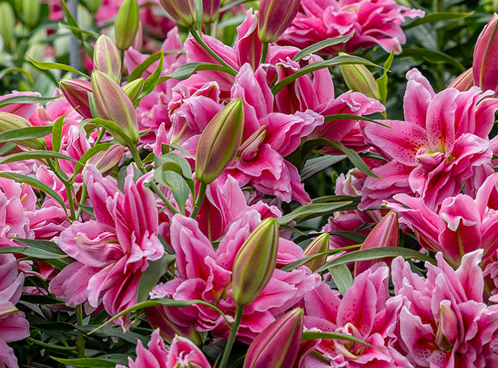 
                  
                    Load image into Gallery viewer, Double Pink Oriental Lily
                  
                