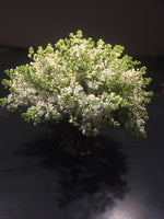 White Lilac