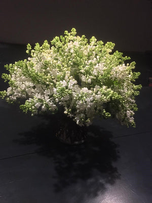 
                  
                    Load image into Gallery viewer, White Lilac
                  
                