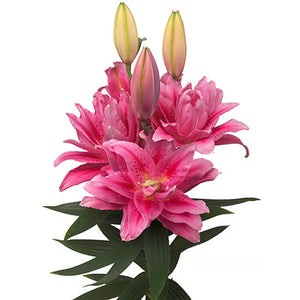 
                  
                    Load image into Gallery viewer, Pink Double Oriental Lily
                  
                