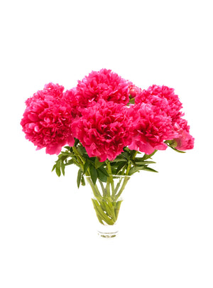 
                  
                    Load image into Gallery viewer, Command Performance Peony
                  
                