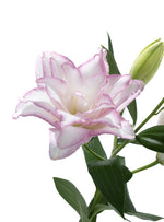 Double Oriental Lily