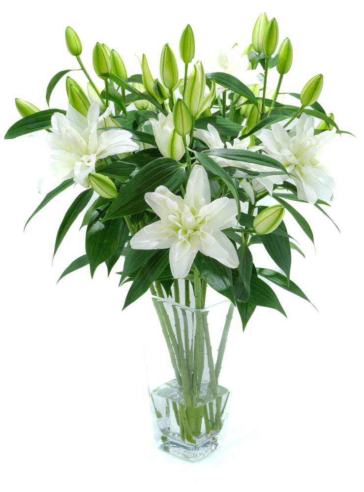 Double White Oriental Lily
