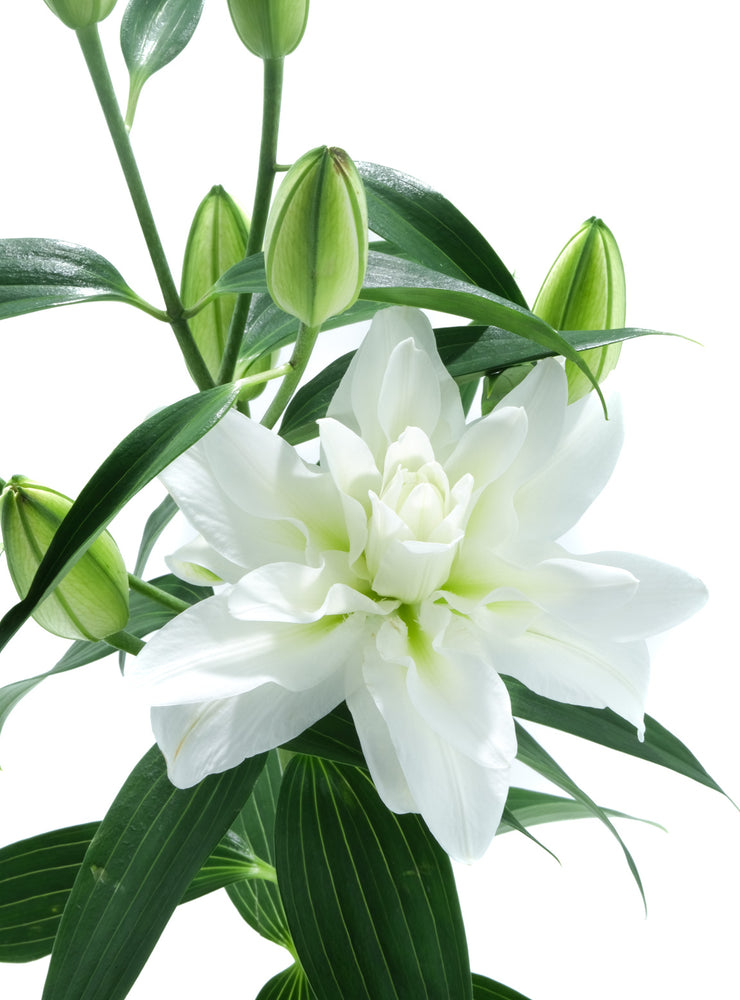 Double White Oriental Lily