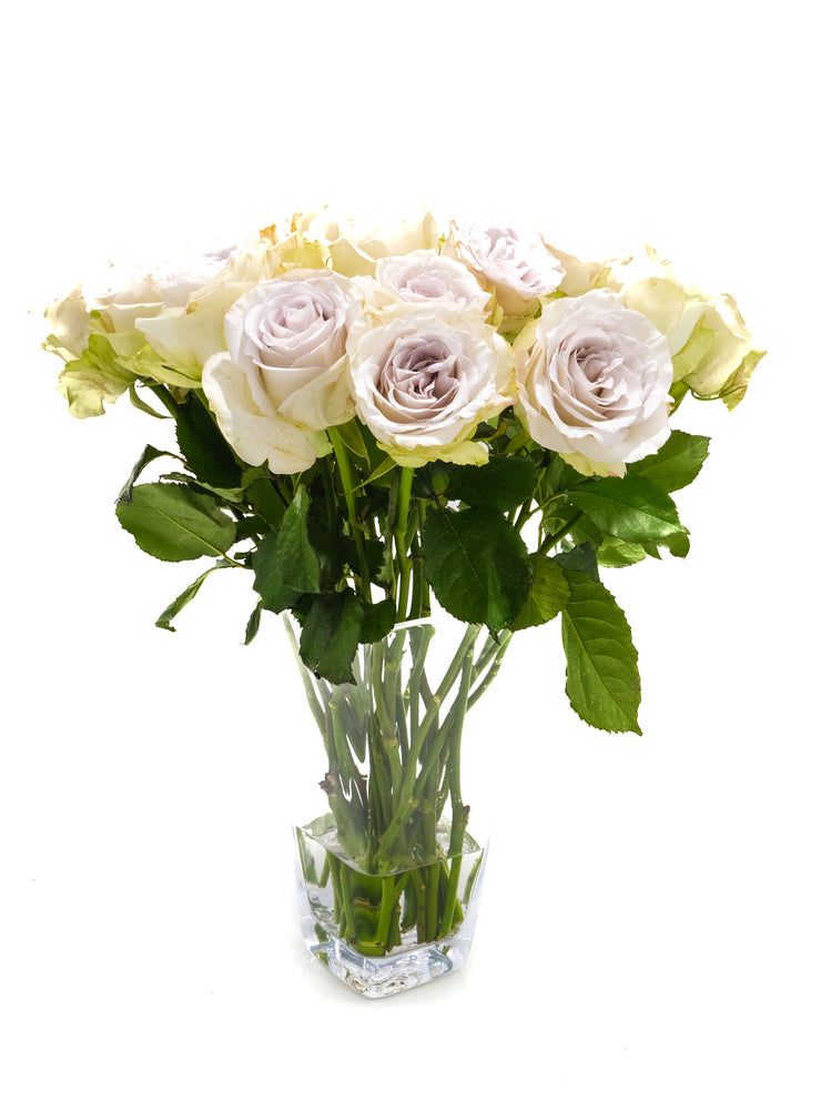 Early Grey Rose – Cultivars