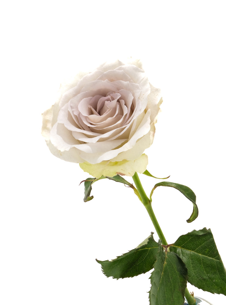 Early Grey Rose – Cultivars