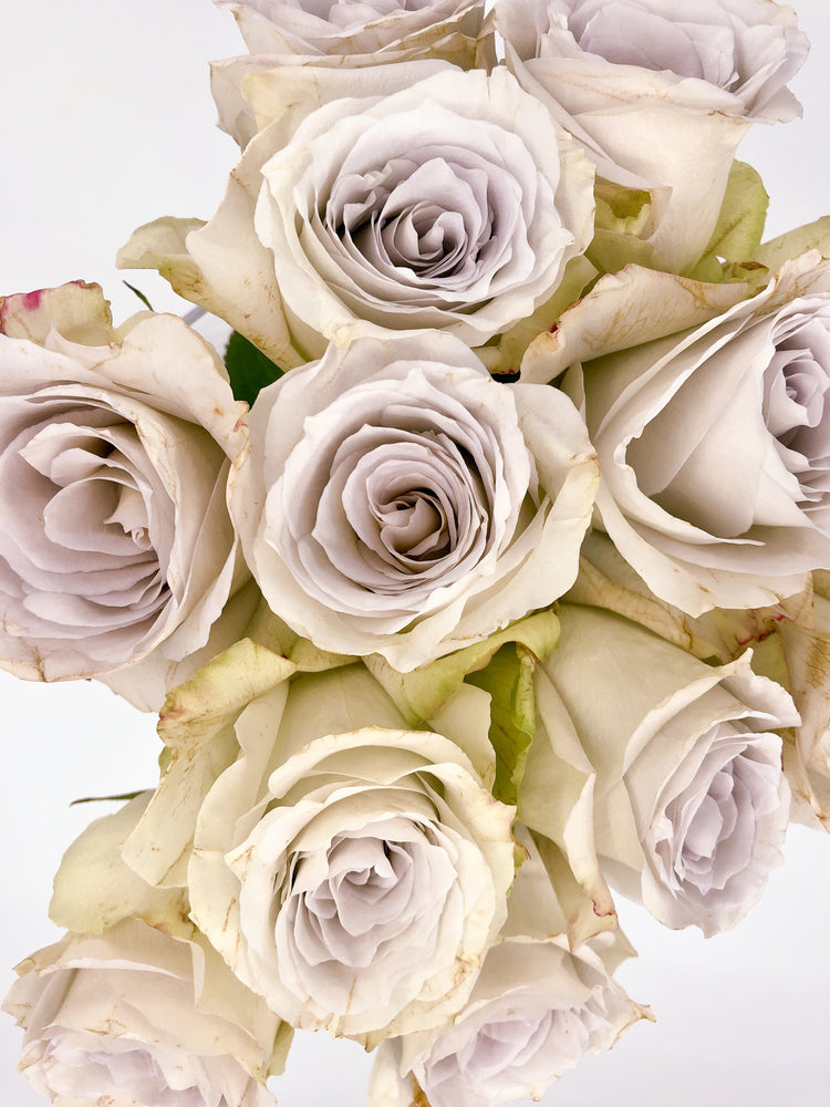 Early Grey Rose – Cultivars