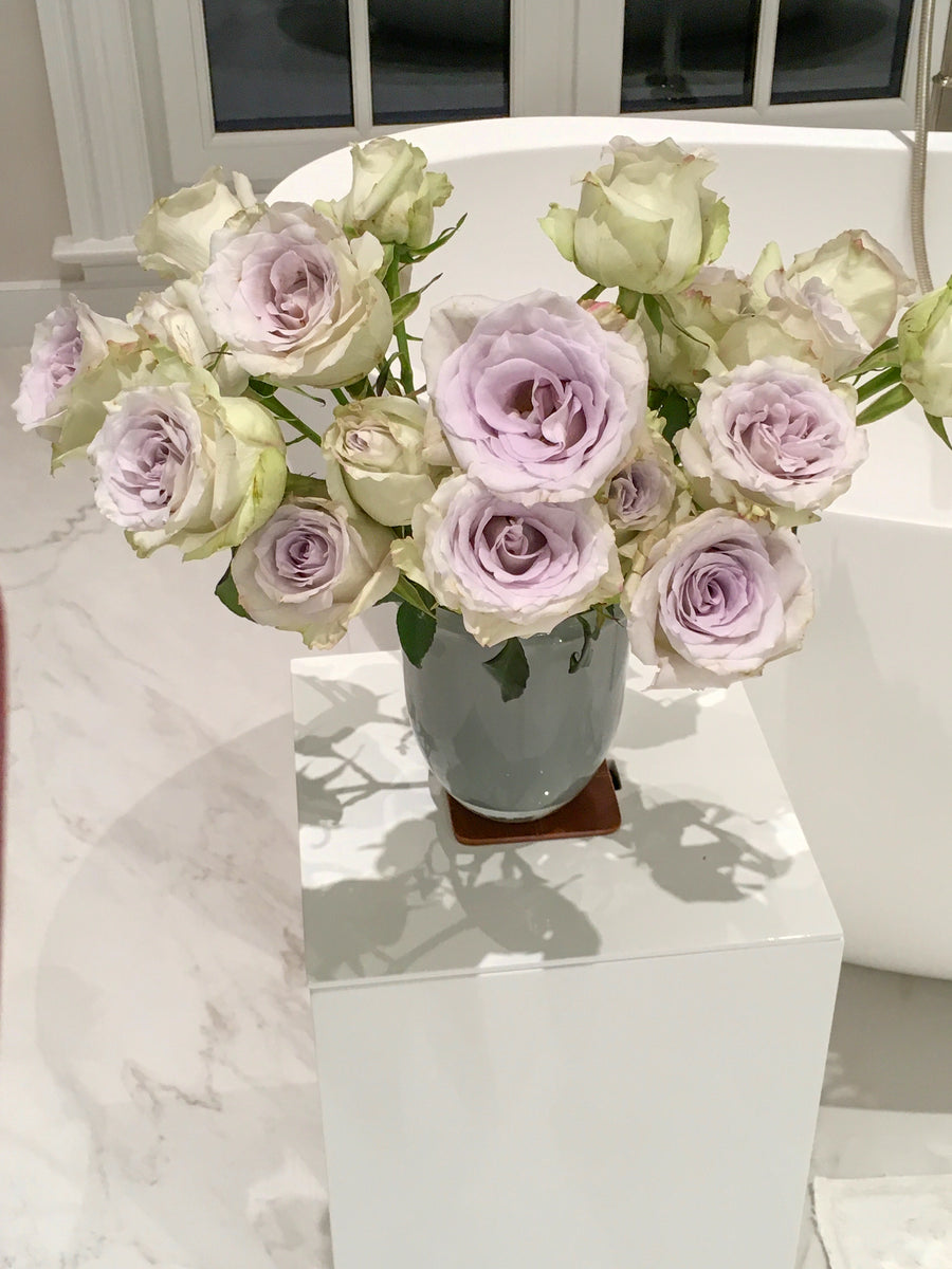 Early Grey Rose – Cultivars