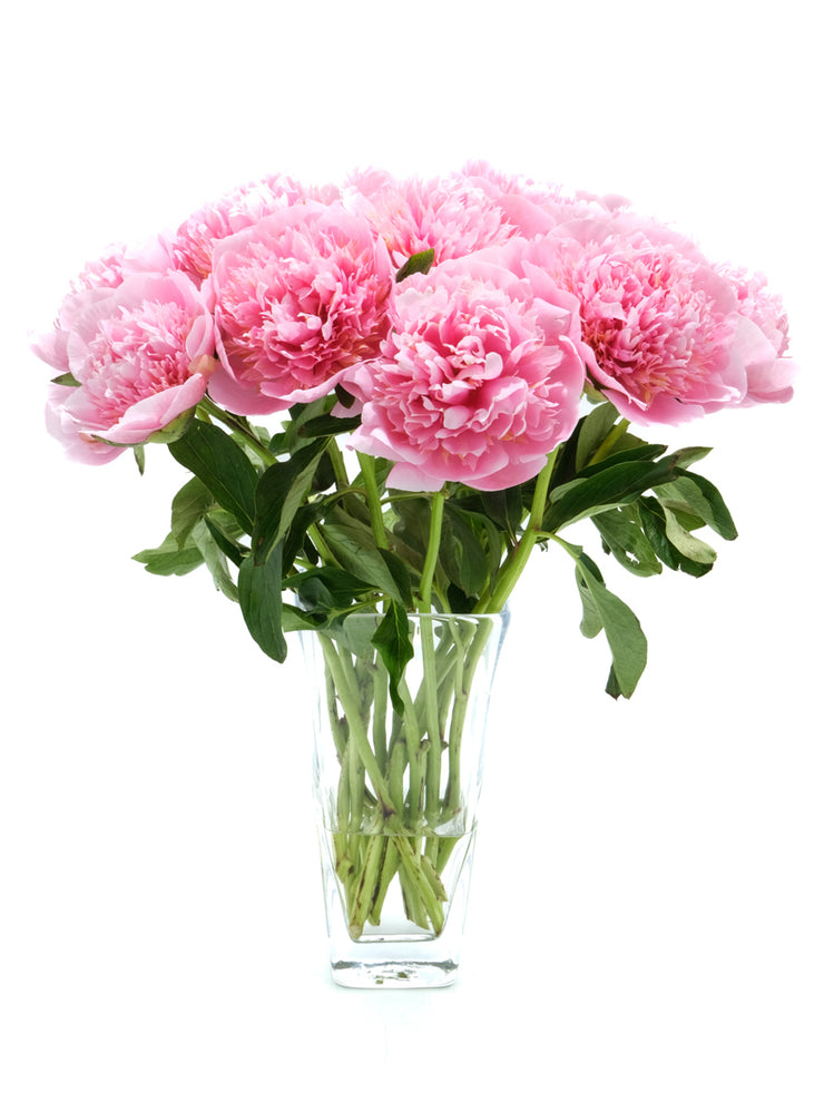 Etched Salmon Peony