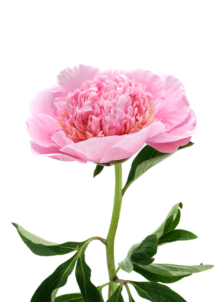 Etched Salmon Peony