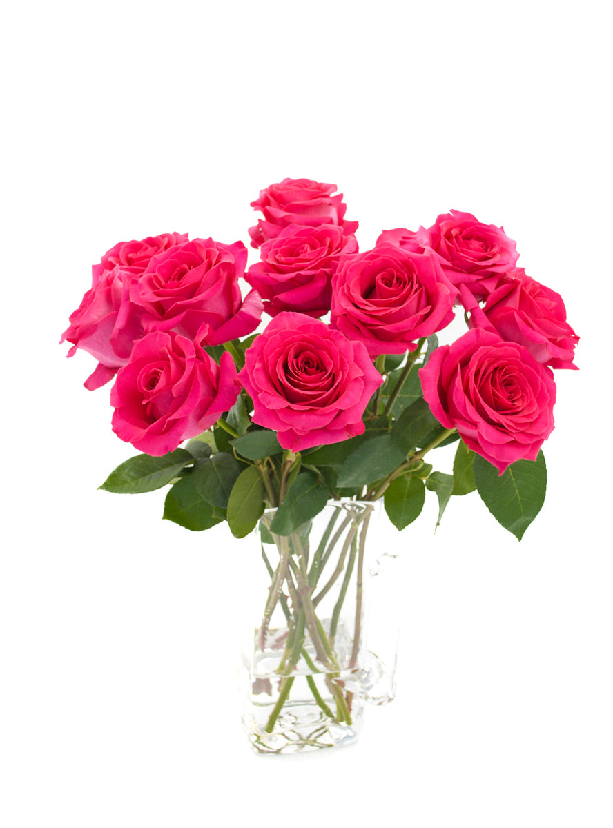 Full Monty Rose – Cultivars