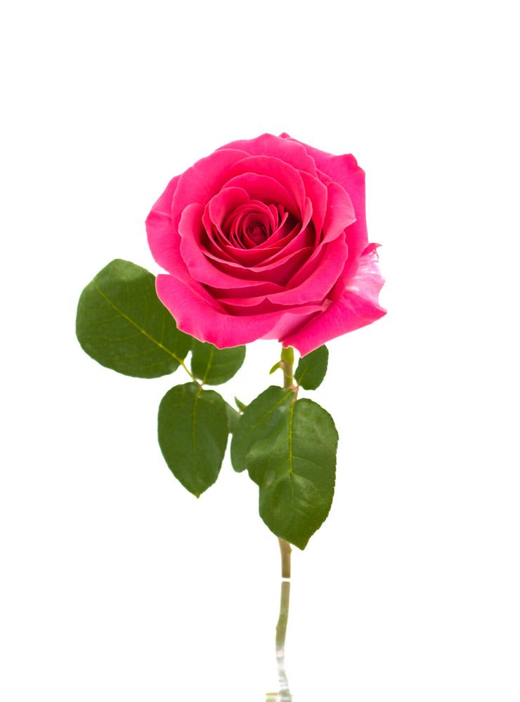 
                  
                    Load image into Gallery viewer, Full Monty Rose
                  
                