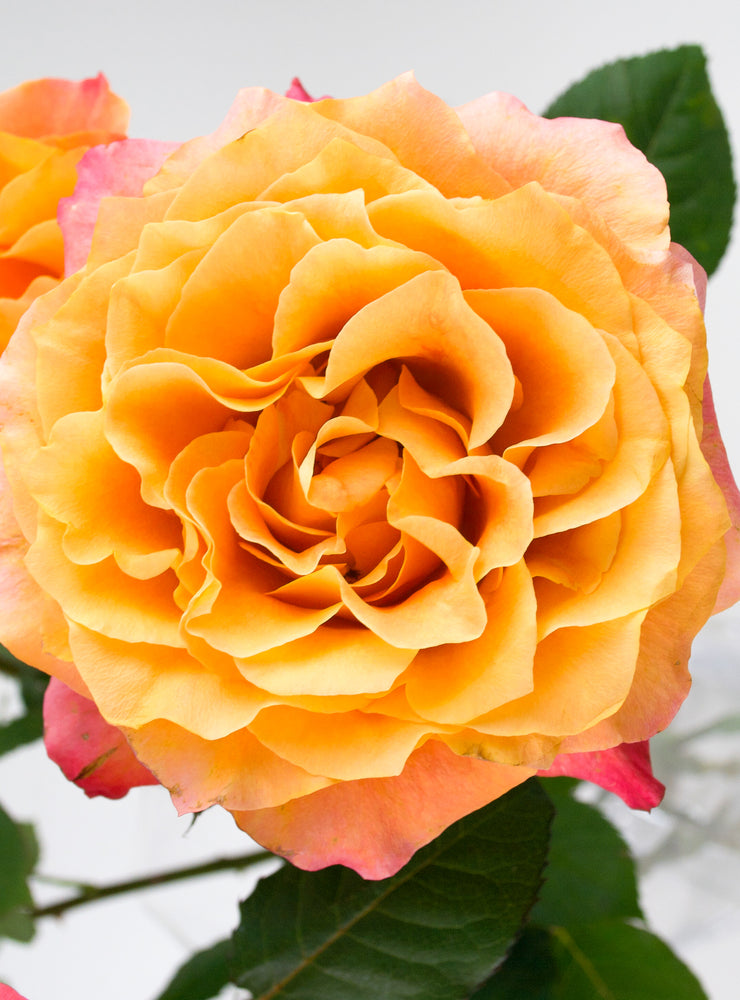 
                  
                    Load image into Gallery viewer, Free Spirit Rose
                  
                