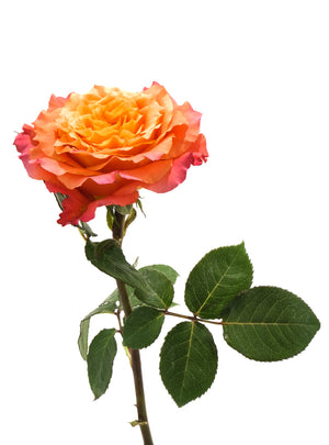 
                  
                    Load image into Gallery viewer, Free Spirit Rose
                  
                