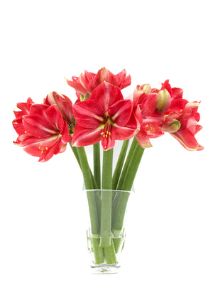 
                  
                    Load image into Gallery viewer, Hercules Amaryllis
                  
                