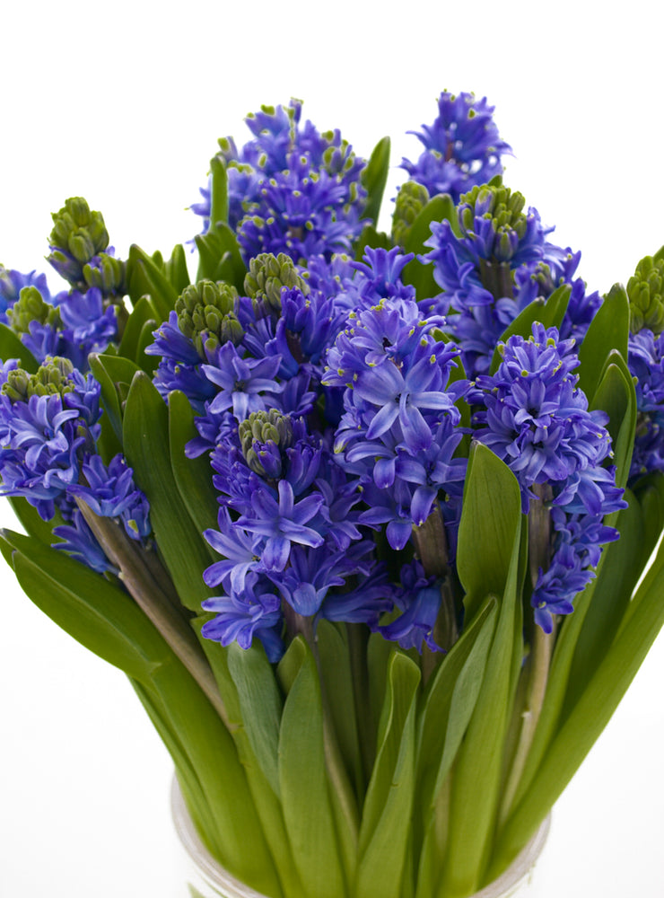 
                  
                    Load image into Gallery viewer, Delft Blue Hyacinth
                  
                