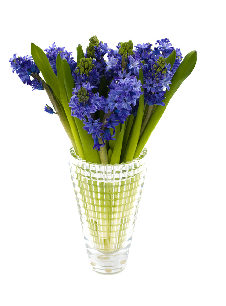Delft Blue Hyacinth