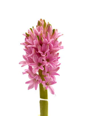 
                  
                    Load image into Gallery viewer, Pink Hyacinth
                  
                