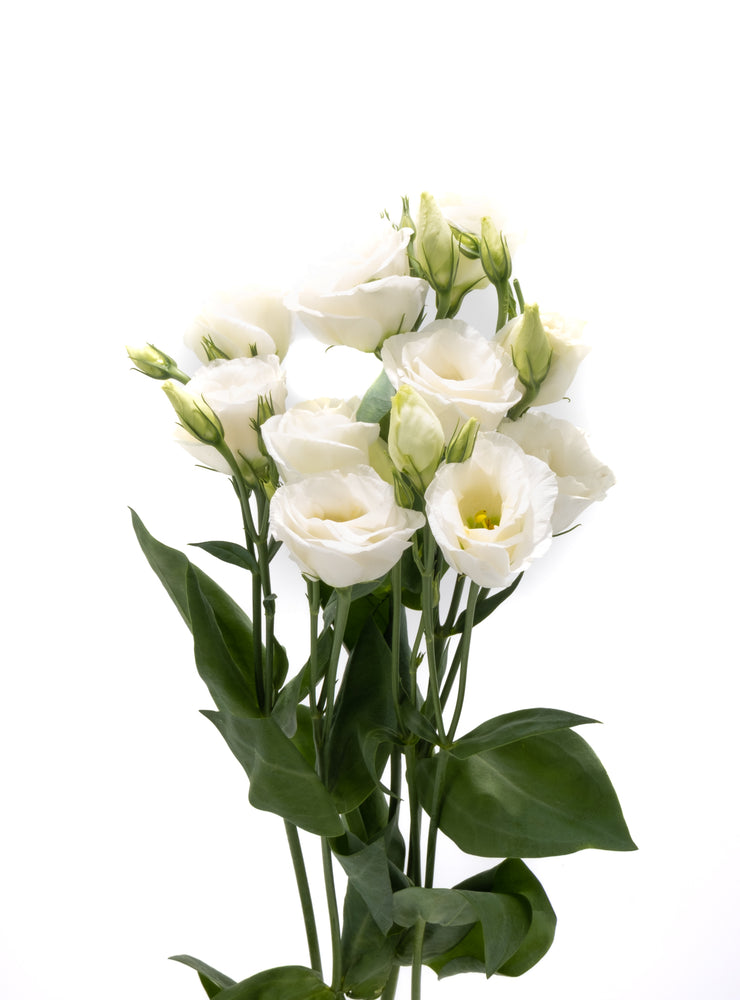 Double White Lisianthus