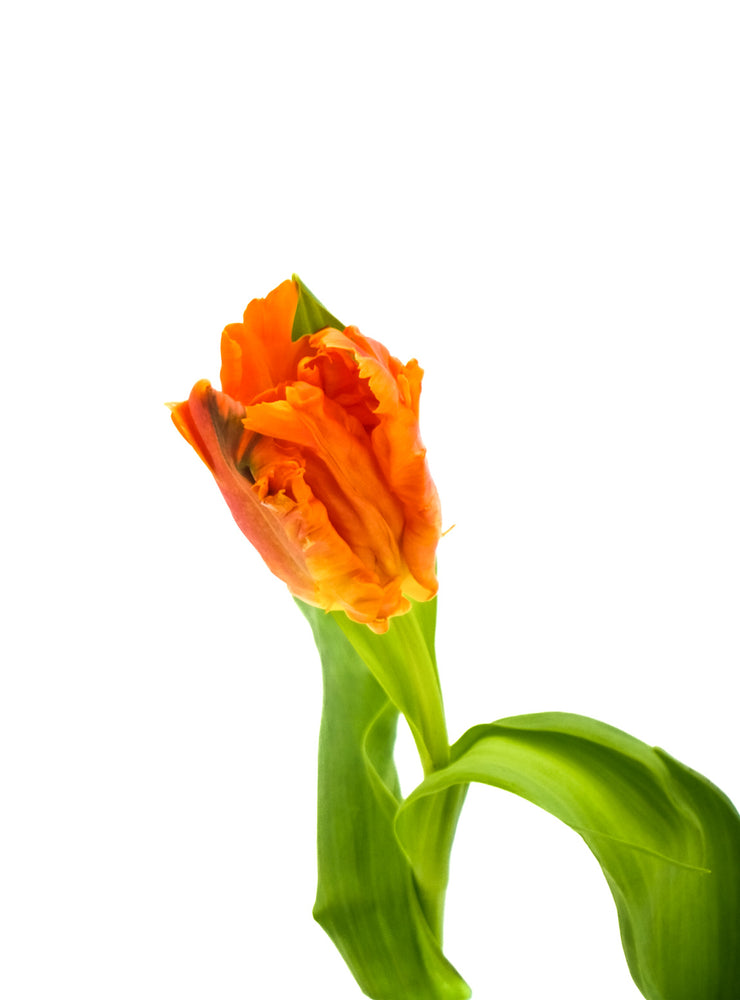 Orange Parrot Tulip