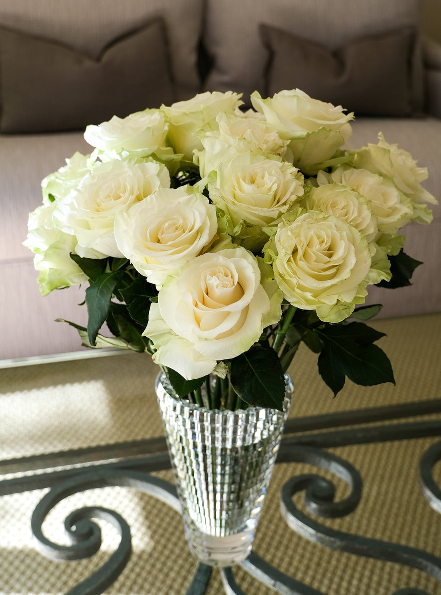 Mondial Rose – Cultivars