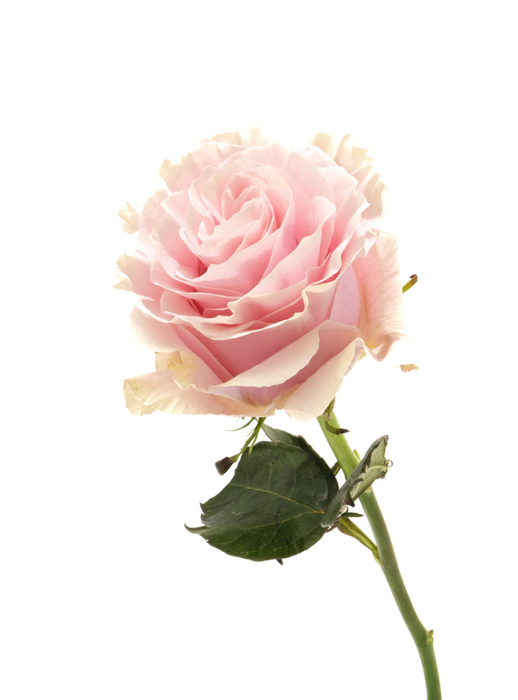 
                  
                    Load image into Gallery viewer, Pink Mondial Rose
                  
                