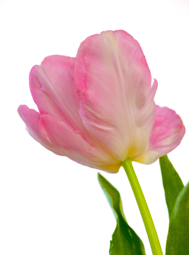 
                  
                    Load image into Gallery viewer, Pink Parrot Tulip
                  
                