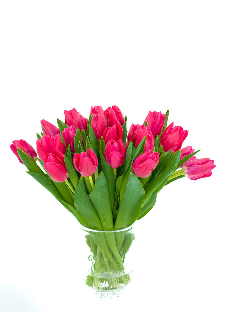 
                  
                    Load image into Gallery viewer, Pink Tulips
                  
                