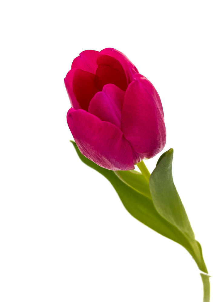 
                  
                    Load image into Gallery viewer, Pink Tulip
                  
                