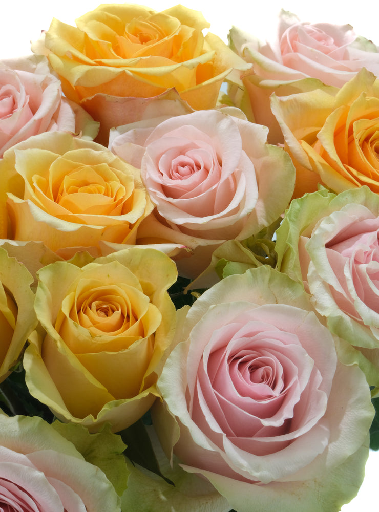 
                  
                    Load image into Gallery viewer, Peach Rose Variety Box
                  
                