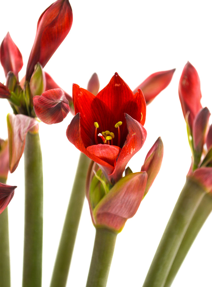 
                  
                    Load image into Gallery viewer, Mini Rapido Amaryllis
                  
                