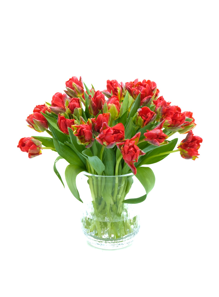 
                  
                    Load image into Gallery viewer, Red Parrot Tulips
                  
                