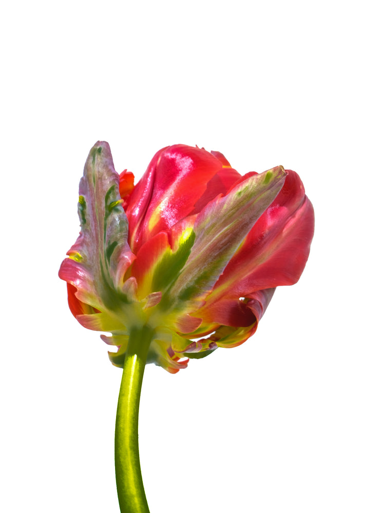 Red Parrot Tulip