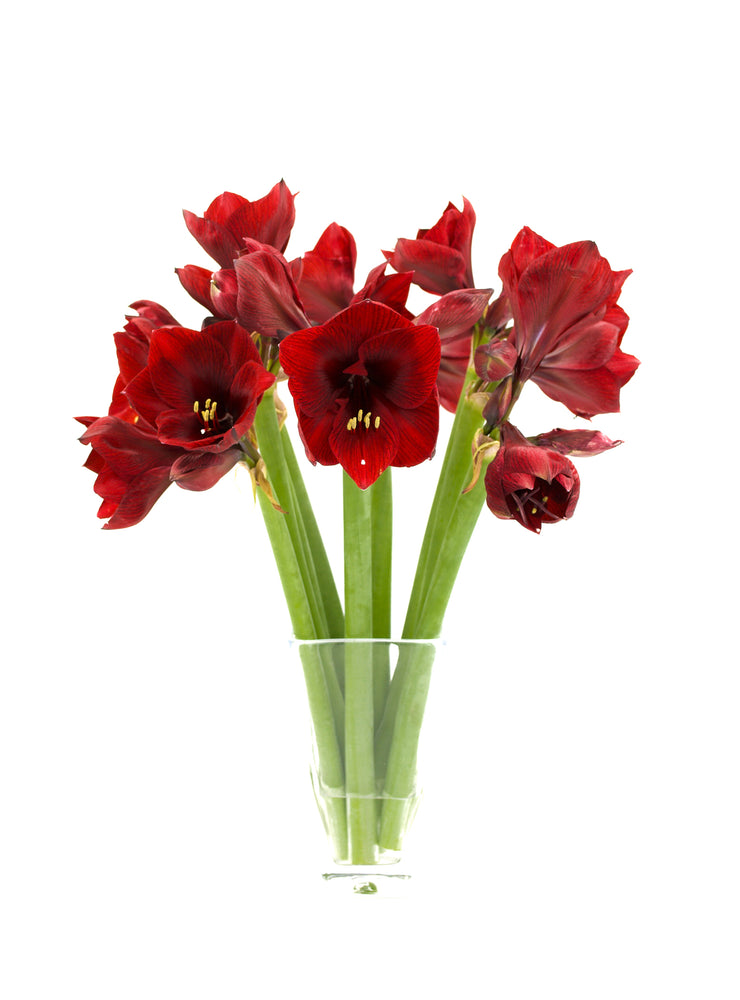 Royal Velvet Amaryllis