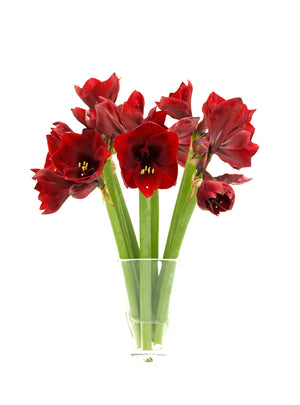 
                  
                    Load image into Gallery viewer, Royal Velvet Amaryllis
                  
                