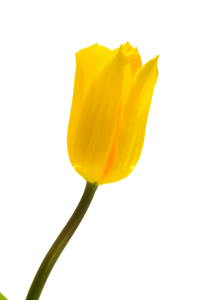 Strong Gold Tulip