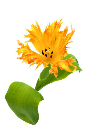 
                  
                    Load image into Gallery viewer, Sunny Leo Tulip
                  
                