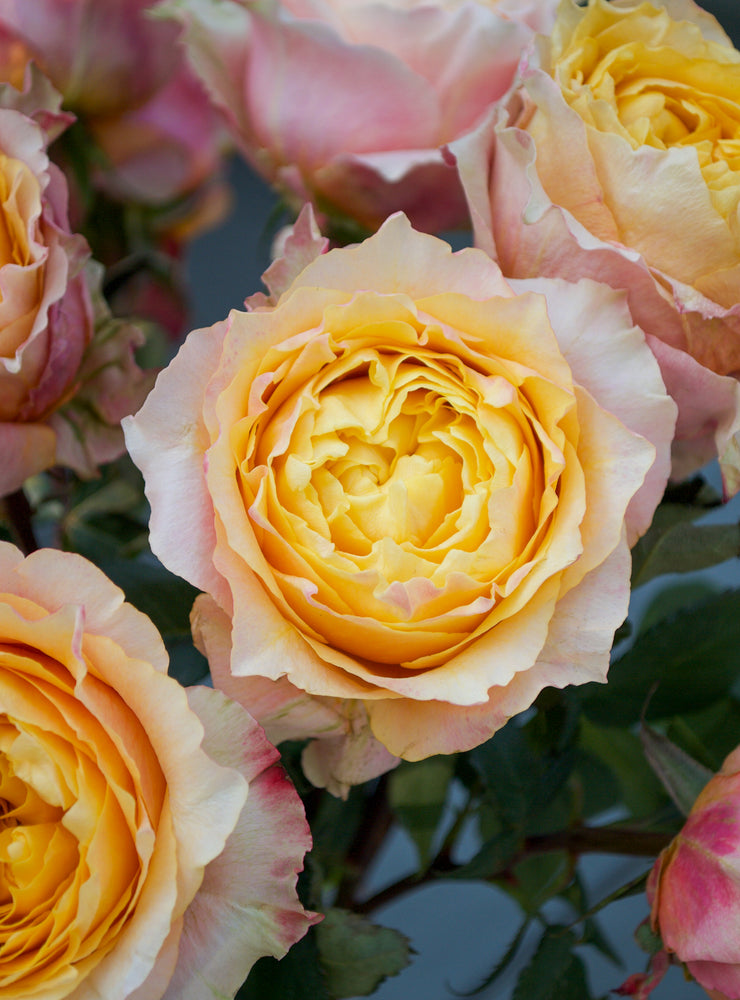 
                  
                    Load image into Gallery viewer, Shine On Rose
                  
                