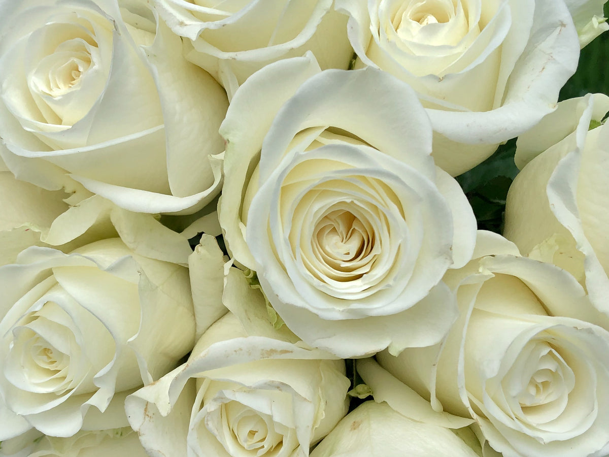 Tibet Rose – Cultivars