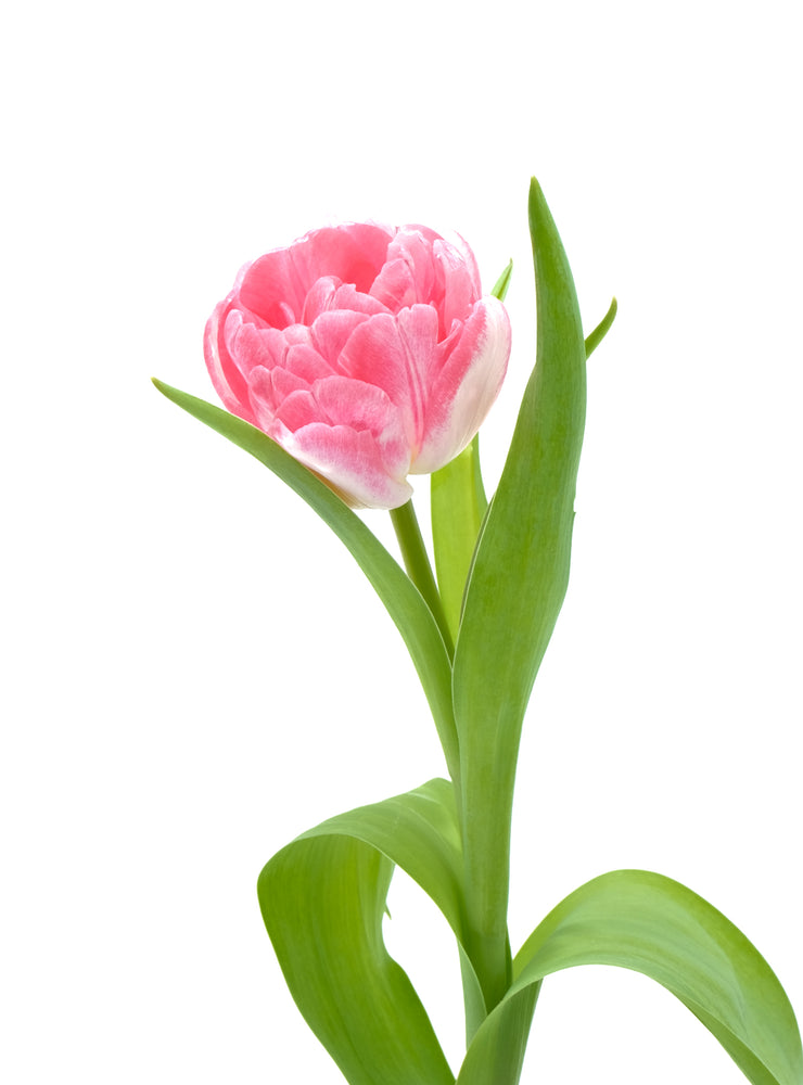 Double Pink Tulip