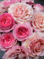Pink Garden Rose Variety Box