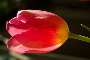 
                  
                    Load image into Gallery viewer, Tulip
                  
                