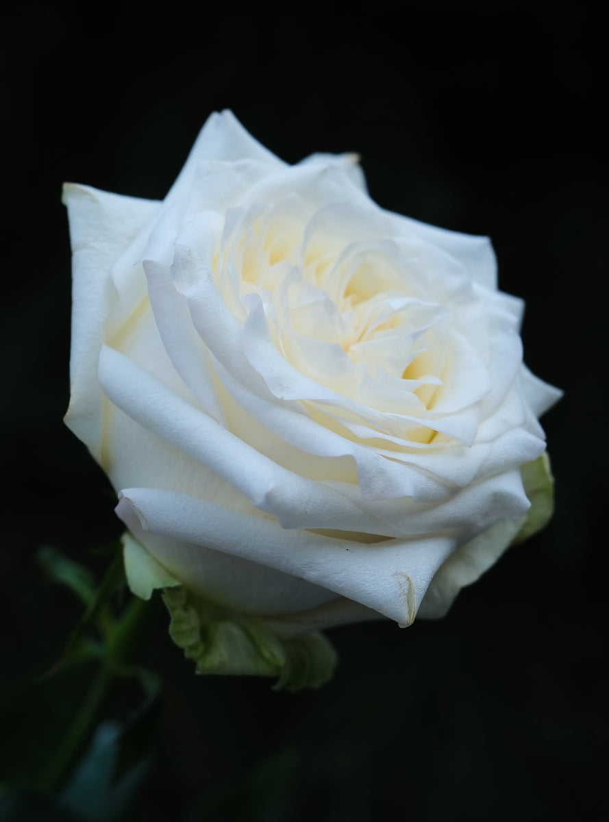 Rose Subscription – Cultivars