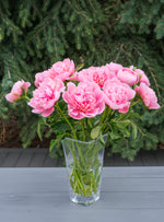 Etched Salmon Peonies