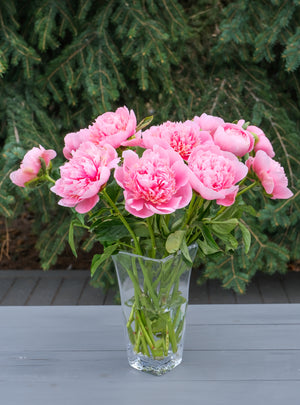 
                  
                    Load image into Gallery viewer, Etched Salmon Peonies
                  
                